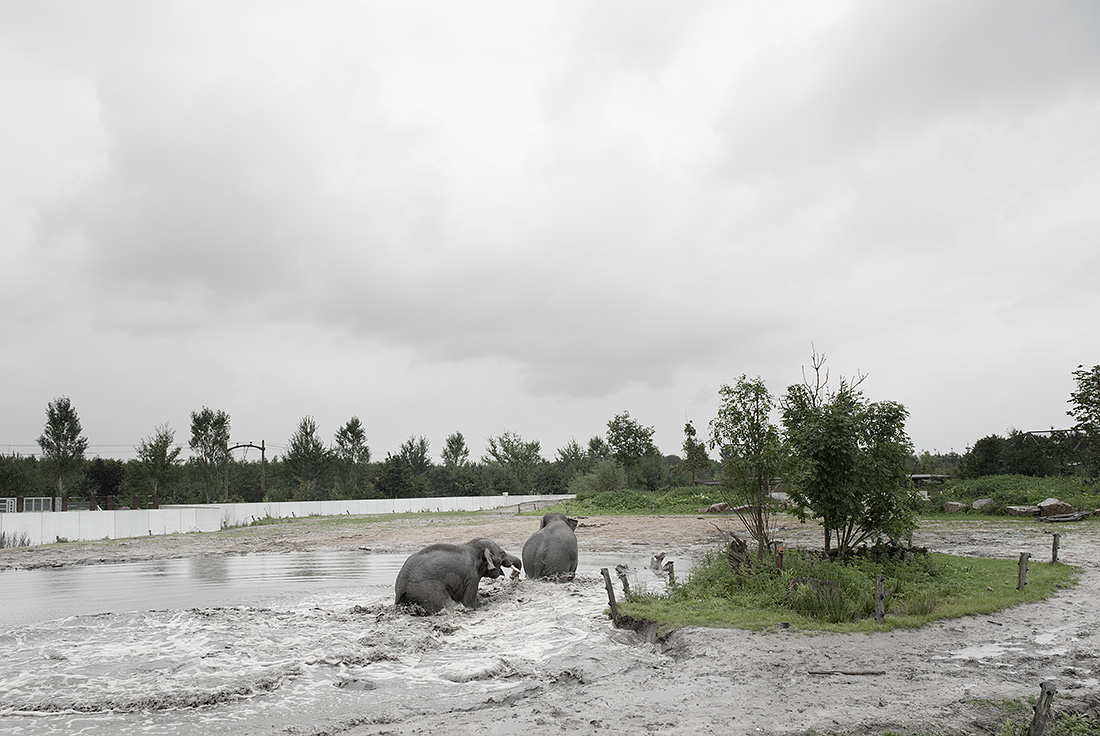 Troebel Landschap - Olifanten bij Nuenen, 2012 - Hans van Asch