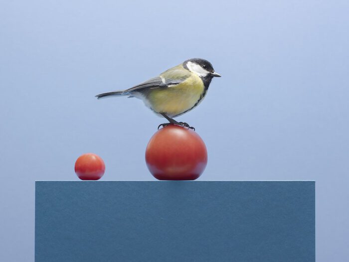 Koolmees op een rode tomaat in het midden op een blauwe sokkel met een hemelsblauwe achtergrond