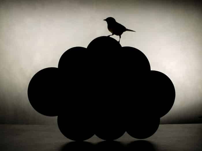 Bird Noir, 2025/ Uit de serie Down to Earth and Up (T)(W)Here
