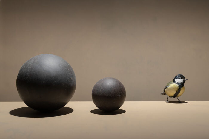 Eén Tweetje met Koolmees, 2025/ Uit de serie Down to Earth and Up (T)(W)Here
