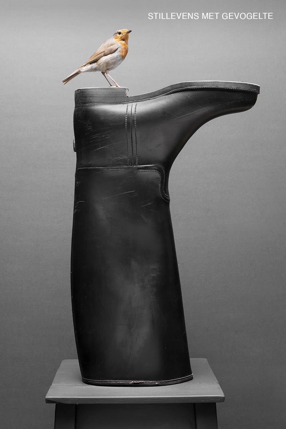 Grote zwarte paarsrijlaars die op zijn kop staat waar een roodborstje op zit © Hans van Asch