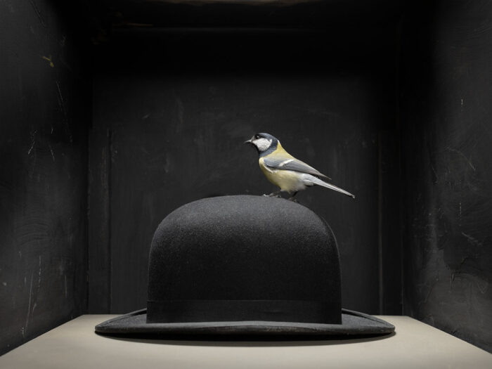 Stoïcijnse Vogel, 2025