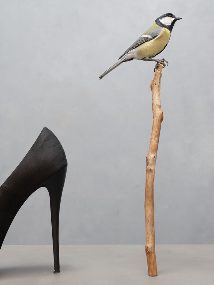 Vogel op Hoge Tak, 2025/ Uit de serie Down to Earth and Up (T)(W)Here