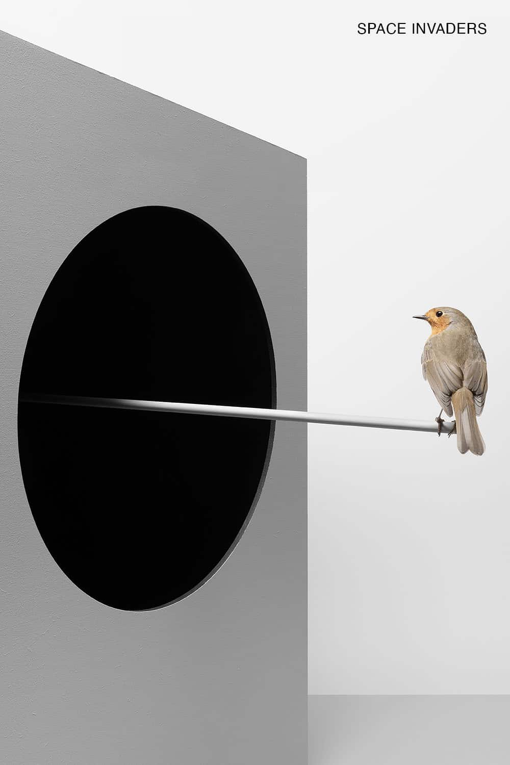 roodborstje op stok voor een groot zwart gat © Hans van Asch