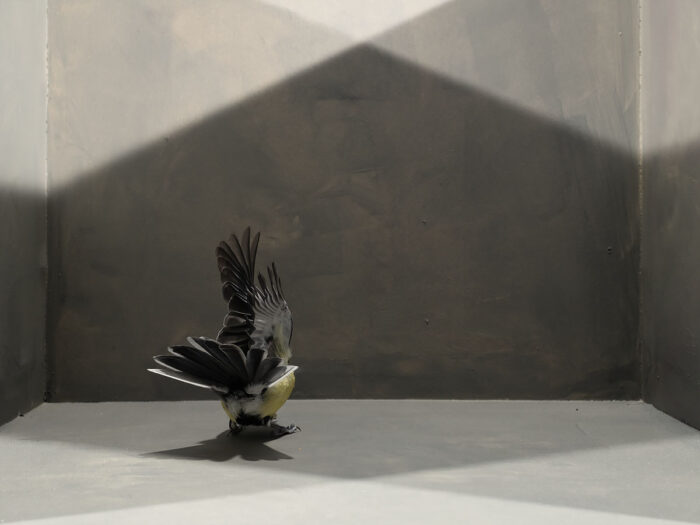 Geometrics with Fluttering Tit Bird - fig 1, 2025/ Uit de serie Down to Earth and Up (T)(W)Here