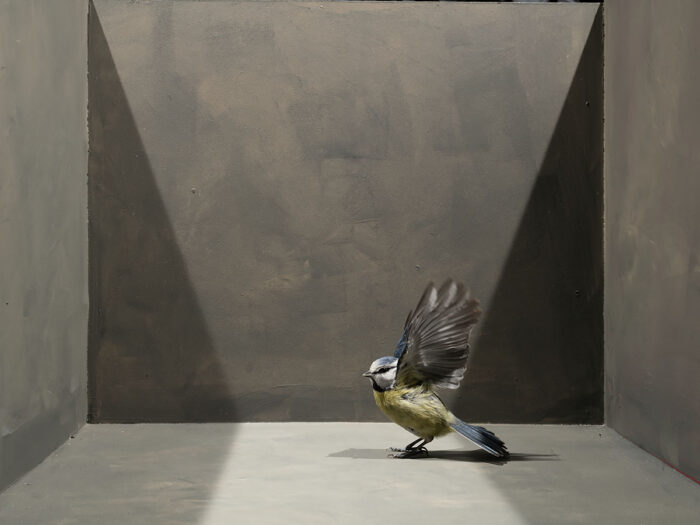 Geometrics with Fluttering Tit Bird - fig 2, 2025/ Uit de serie Down to Earth and Up (T)(W)Here