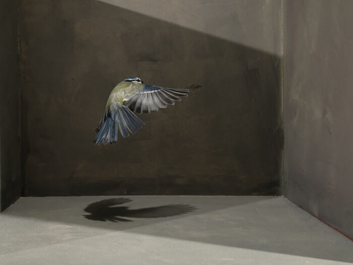 Geometrics with Fluttering Tit Bird - fig 3, 2025/ Uit de serie Down to Earth and Up (T)(W)Here