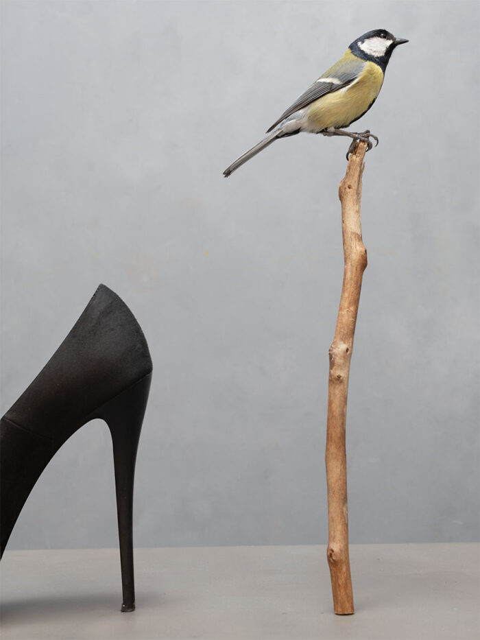 Vogel op Hoge Tak, 2025/ Uit de serie Down to Earth and Up (T)(W)Here