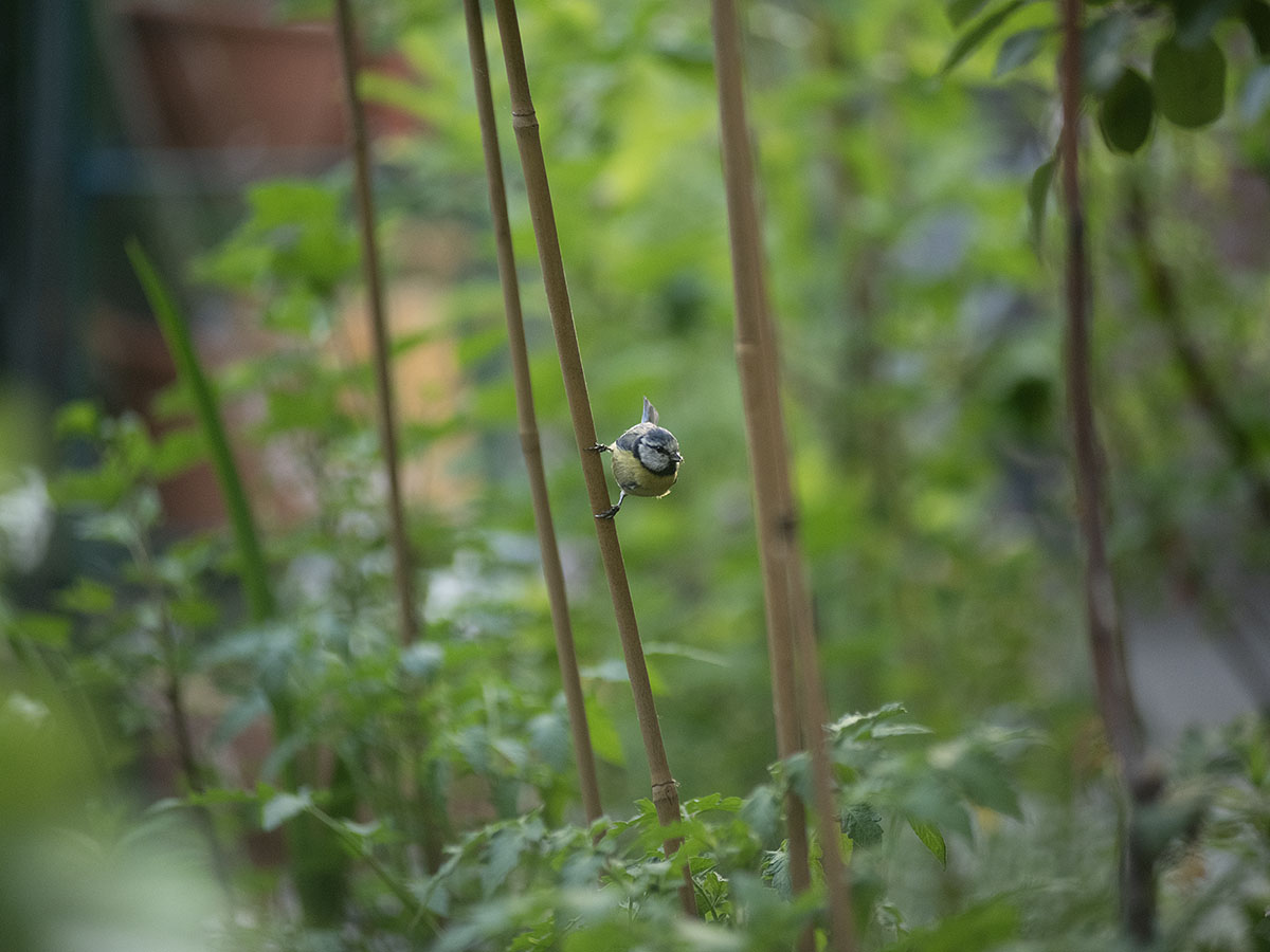 Pimpelmees tuin -2025