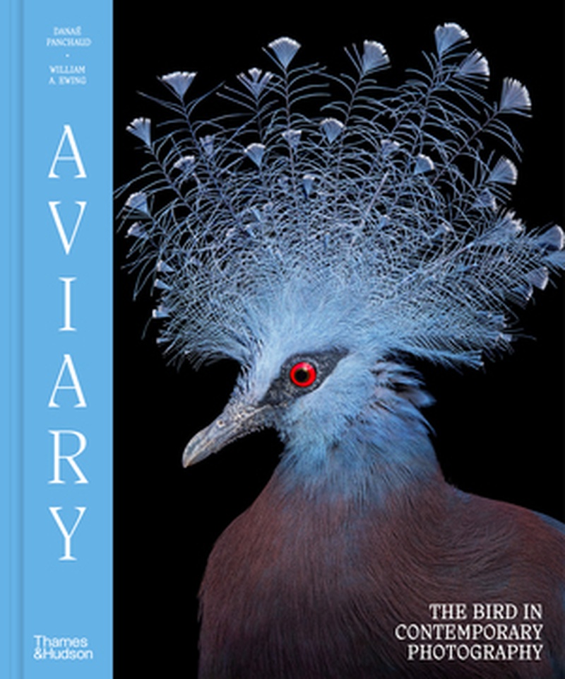 Aviary-the bird in contemporary photography