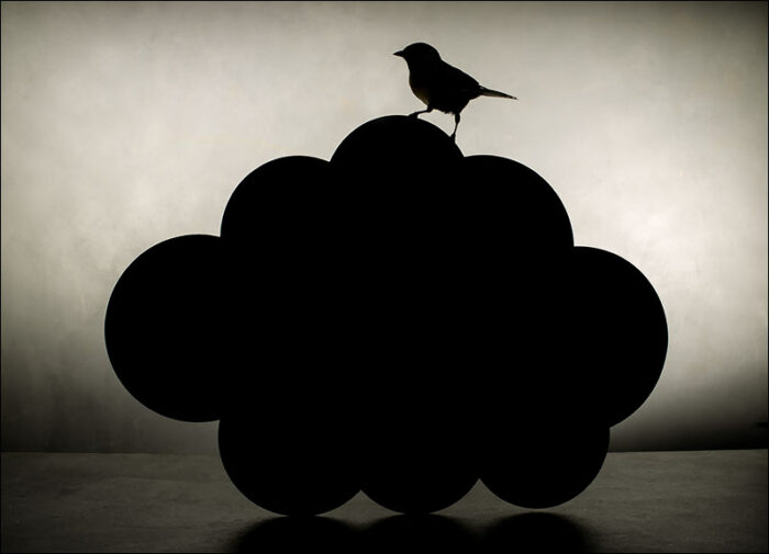 Bird Noir