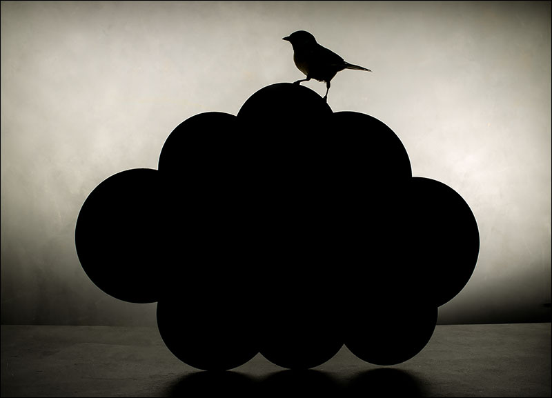 Bird Noir