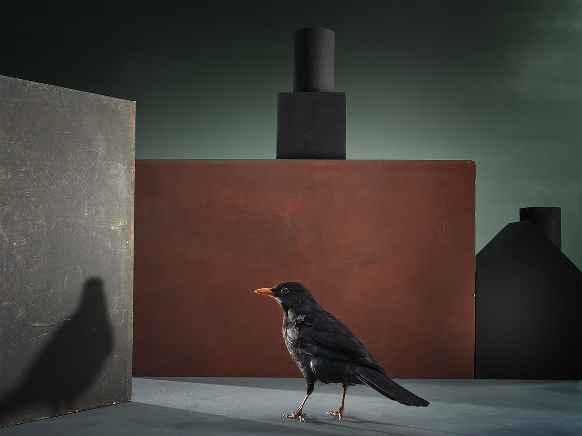 Black Bird, 2024